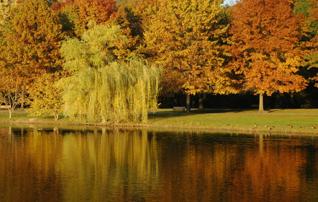 Фото обои осень, вода, деревья, озеро, парк, листва, рябь, дорожка