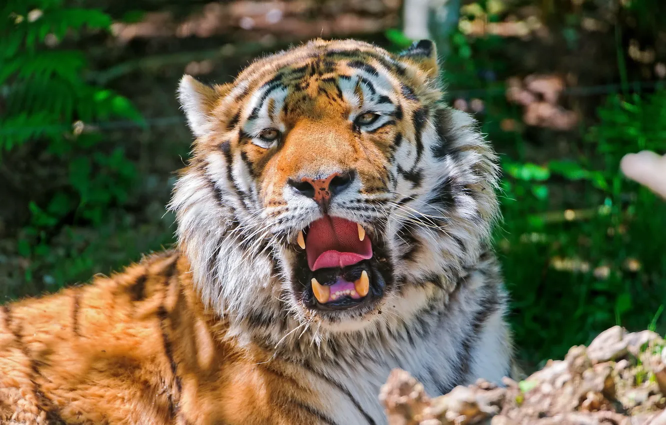 Фото обои тигр, отдых, тень, зевает