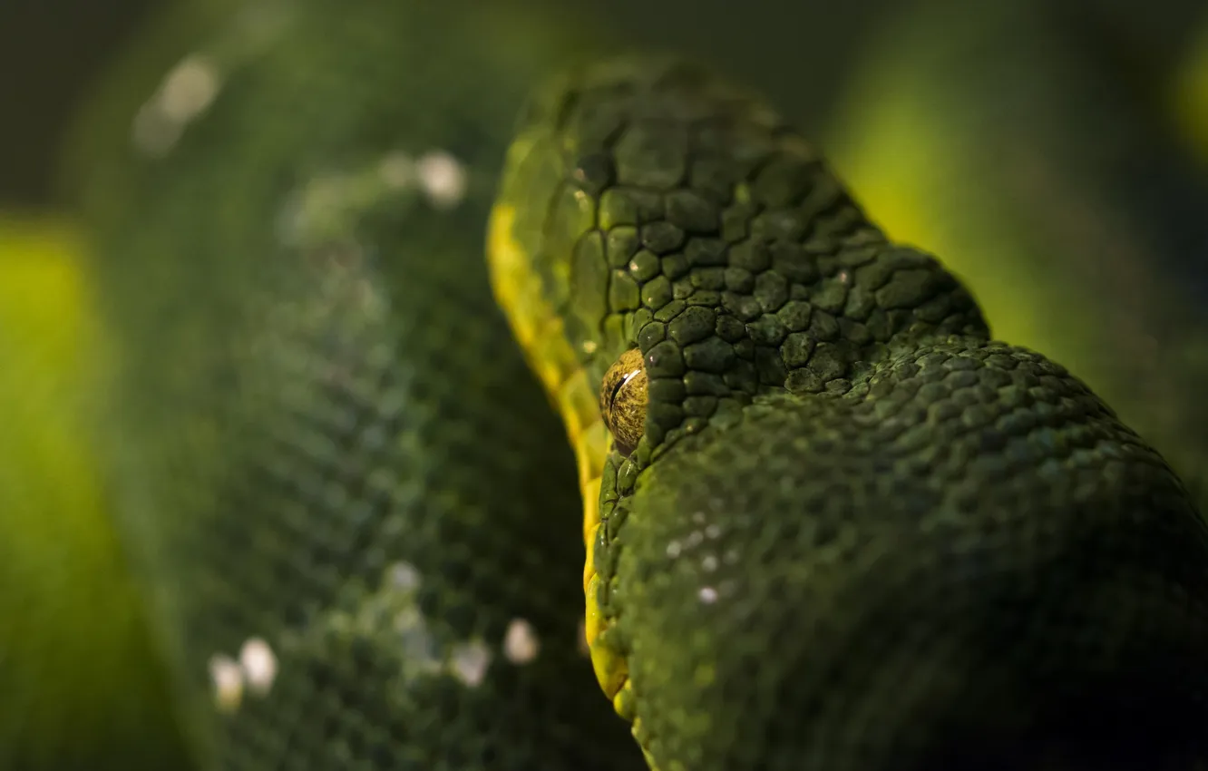 Фото обои макро, зеленый, змея, голова, чешуя