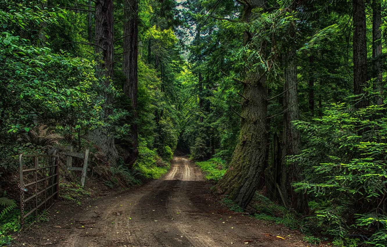 Фото обои дорога, лес, ворота