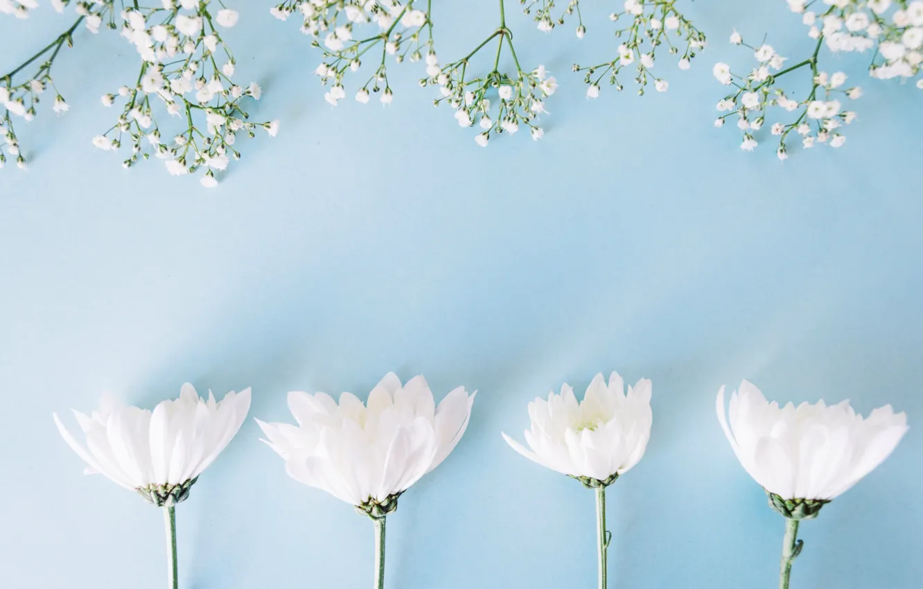 Фото обои цветы, фон, white, белые, хризантемы, flowers, spring, tender