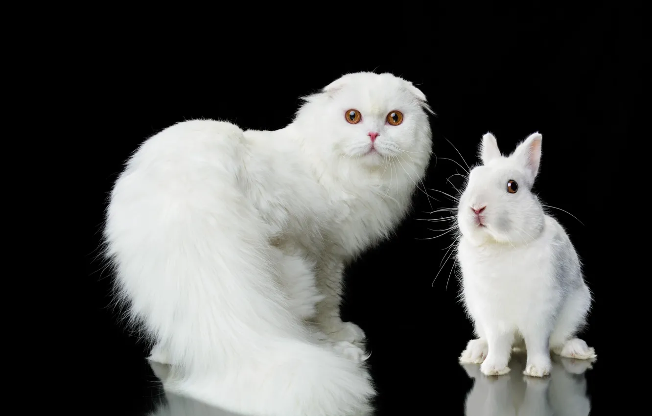 Фото обои кошка, взгляд, портрет, кролик, белая, чёрный фон, пушистая, Наталья Ляйс