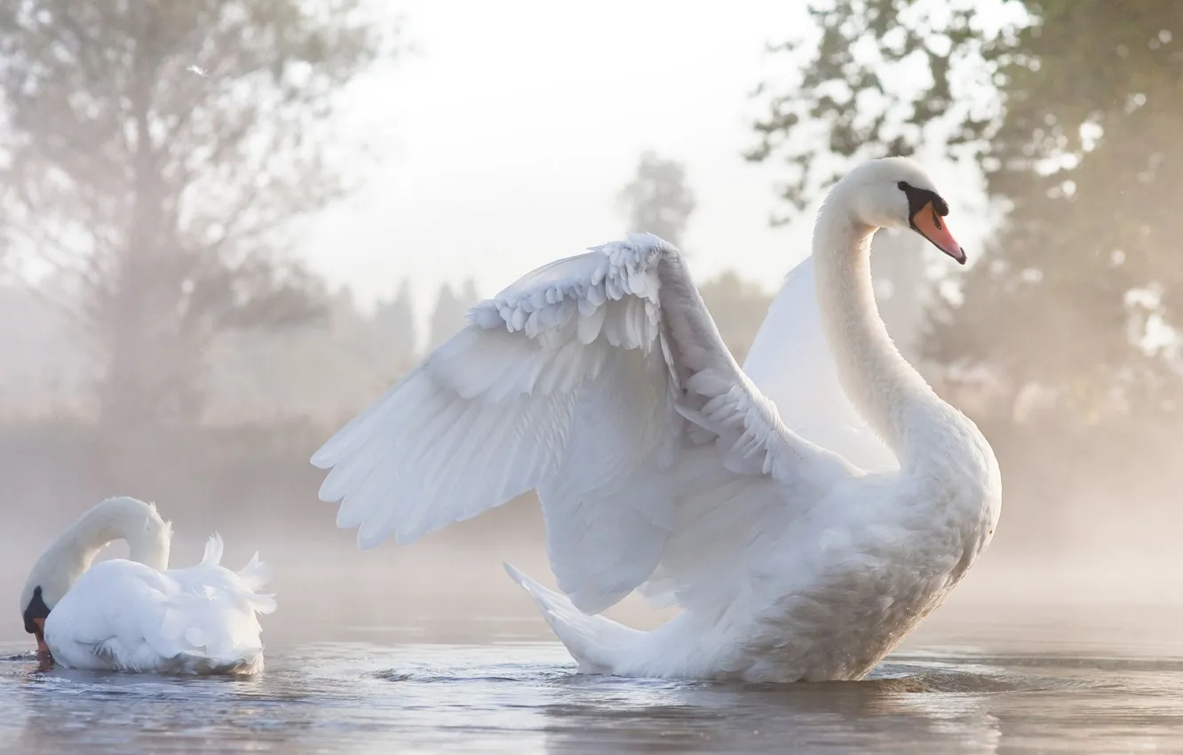Фото обои вода, туман, крылья, пара, лебеди