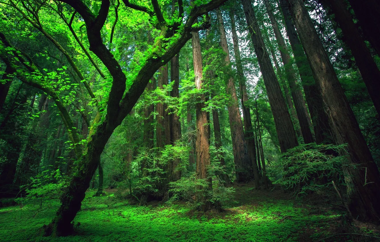 Фото обои зелень, лес, лето, деревья