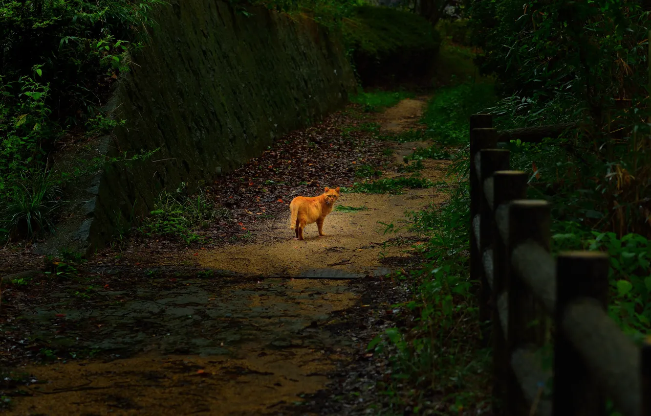 Фото обои дорога, кошка, кот, парк, забор, рыжий