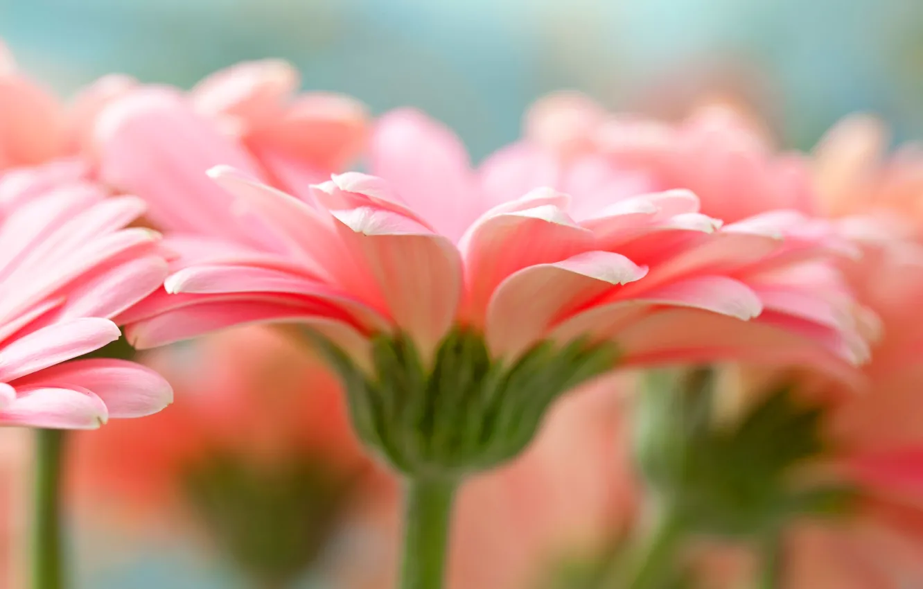 Фото обои Pink, Flower, Gerbera