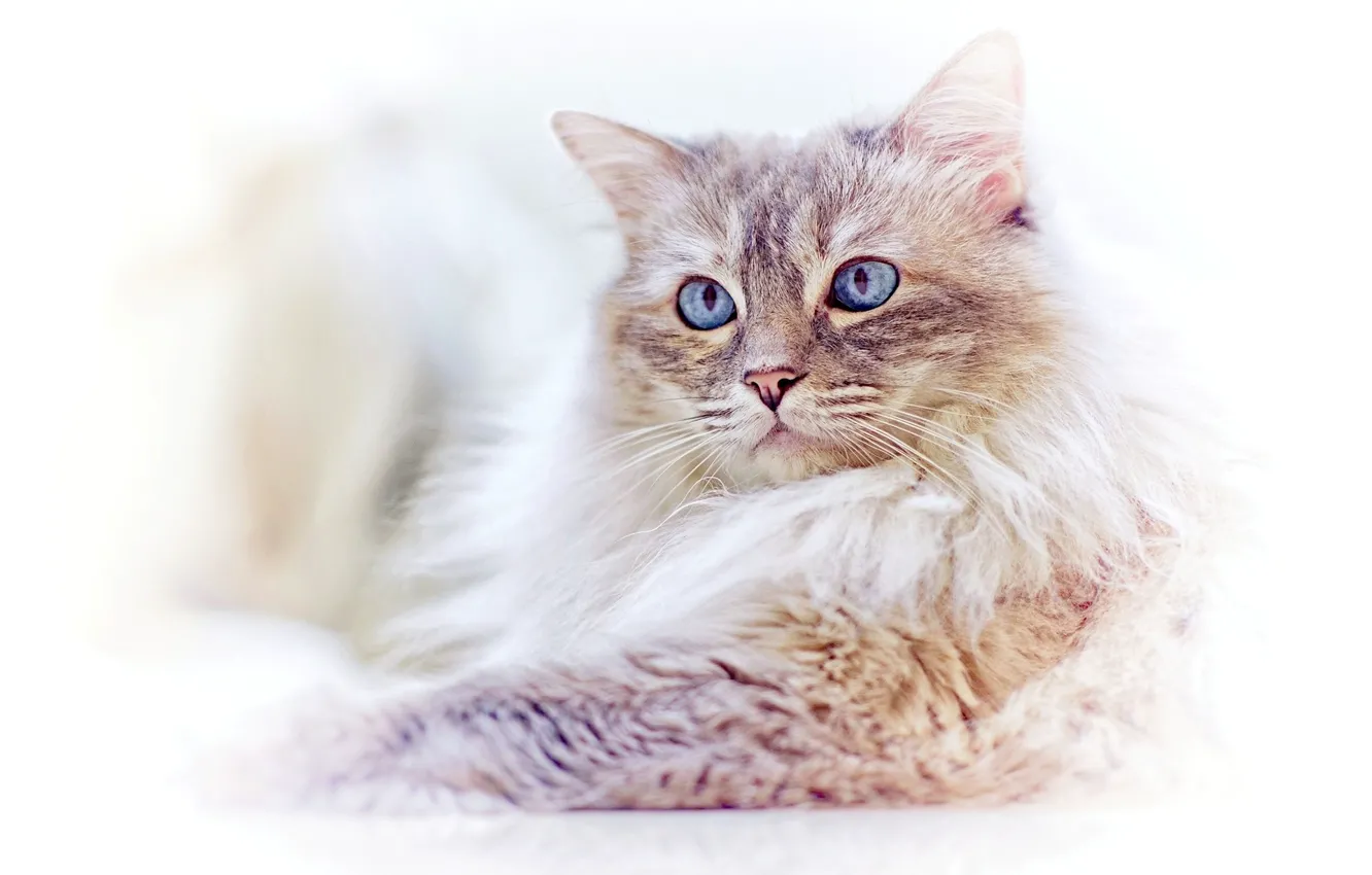 Фото обои кошка, взгляд, мордочка, голубые глаза, светлый фон, Рэгдолл