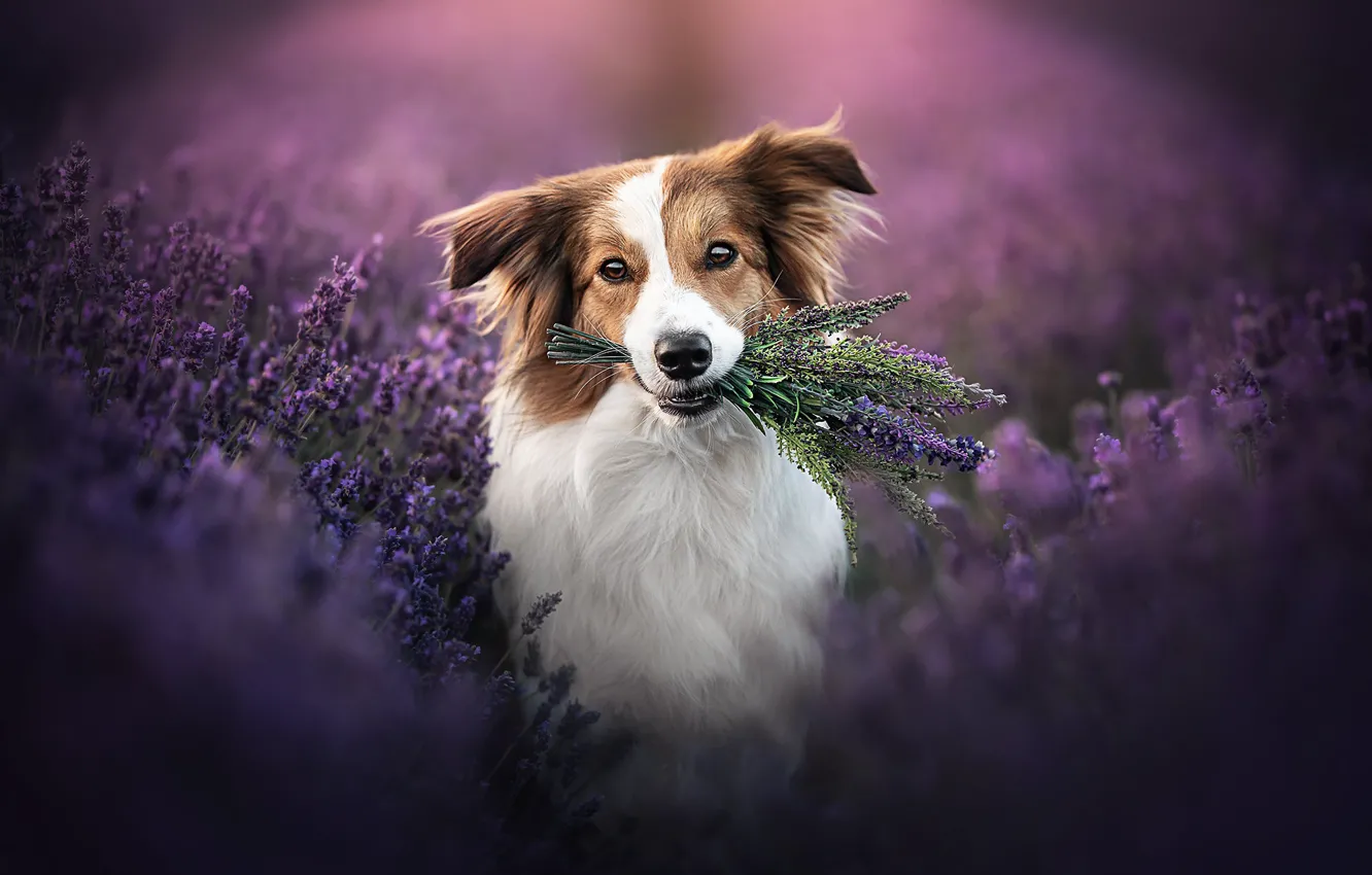 Фото обои взгляд, морда, цветы, собака, лаванда