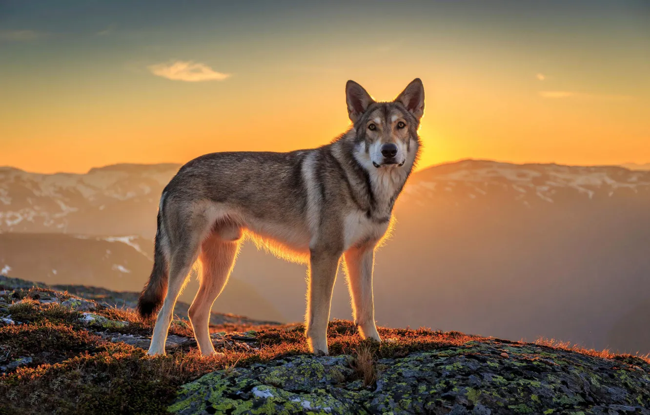 Фото обои взгляд, солнце, пейзаж, друг, собака, wolfdog