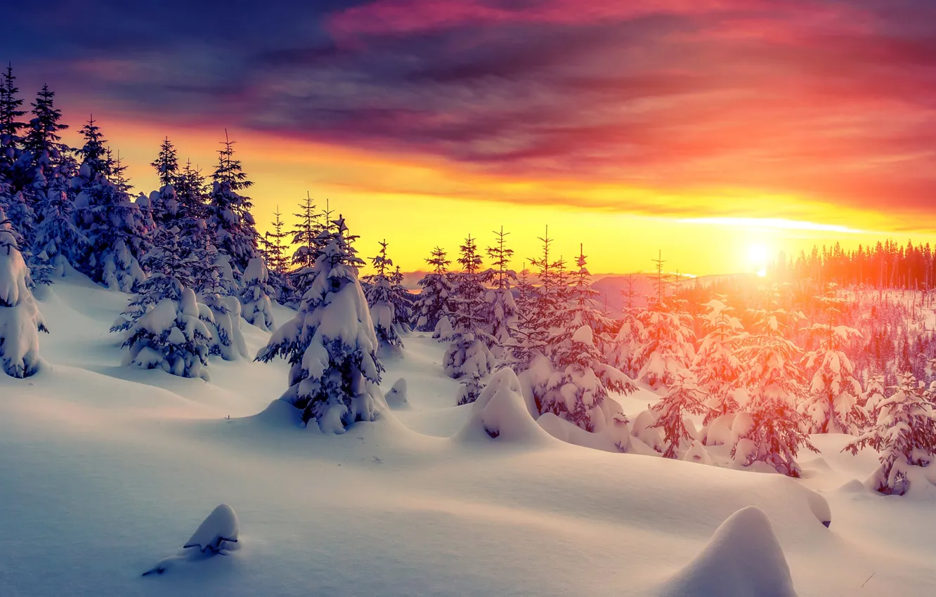 Фото обои зима, лес, небо, снег, закат, природа, forest, sky