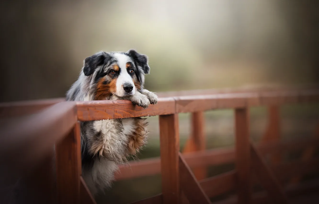 Фото обои мост, собака, боке, Австралийская овчарка, Аусси