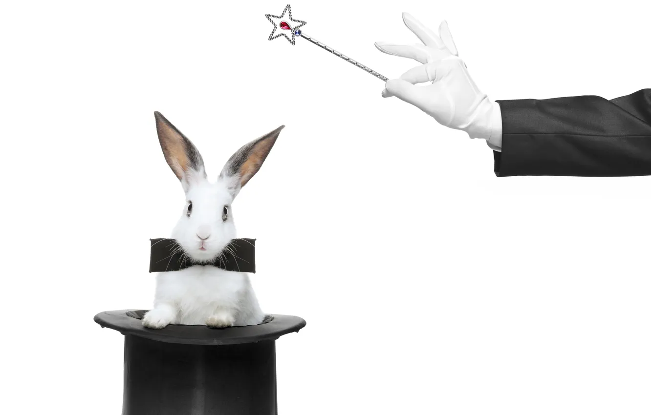 Фото обои заяц, рука, фокус, шляпа, белый фон, палочка, ушки