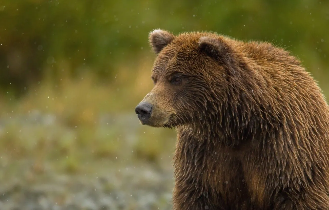Фото обои bear, sitting, thick
