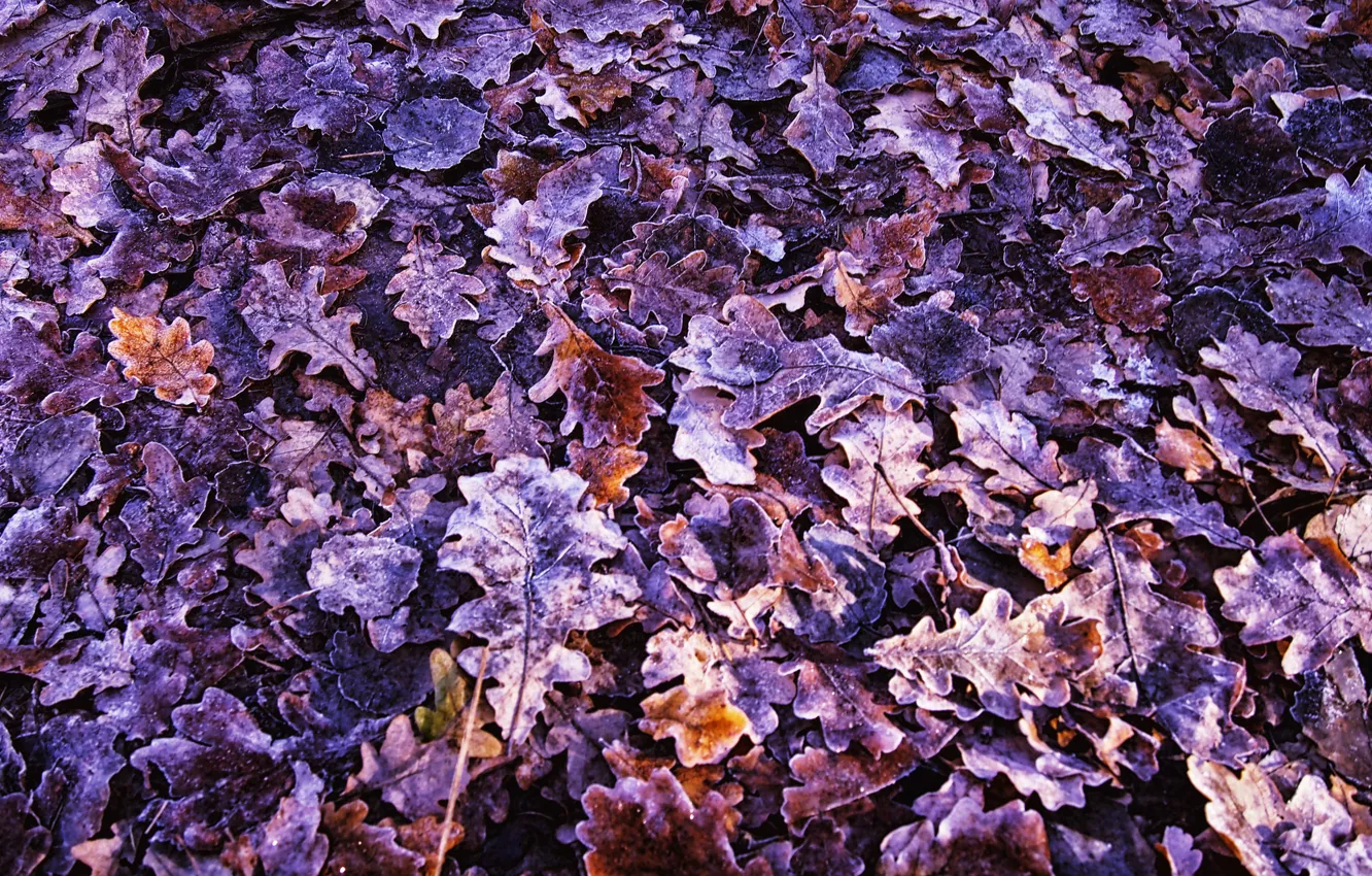 Фото обои Солнце, Осень, Снег, Листья, Листва, Сухой, Заморозки, Дуб