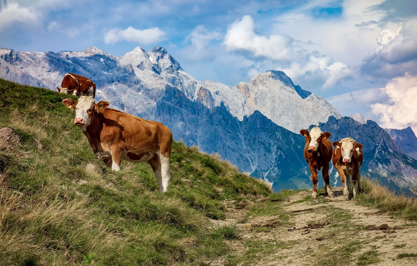 Фото обои горы, Австрия, коровы