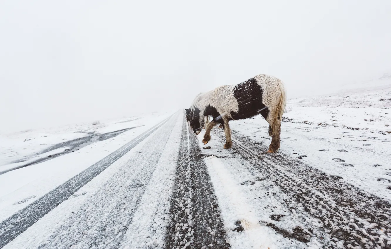 Фото обои зима, дорога, снег, природа, поза, конь, лошадь, пони