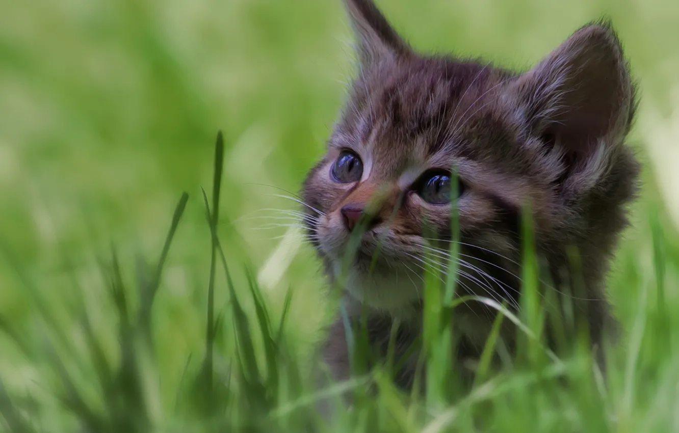Фото обои трава, мордочка, котёнок, дикая кошка, боке, лесная кошка