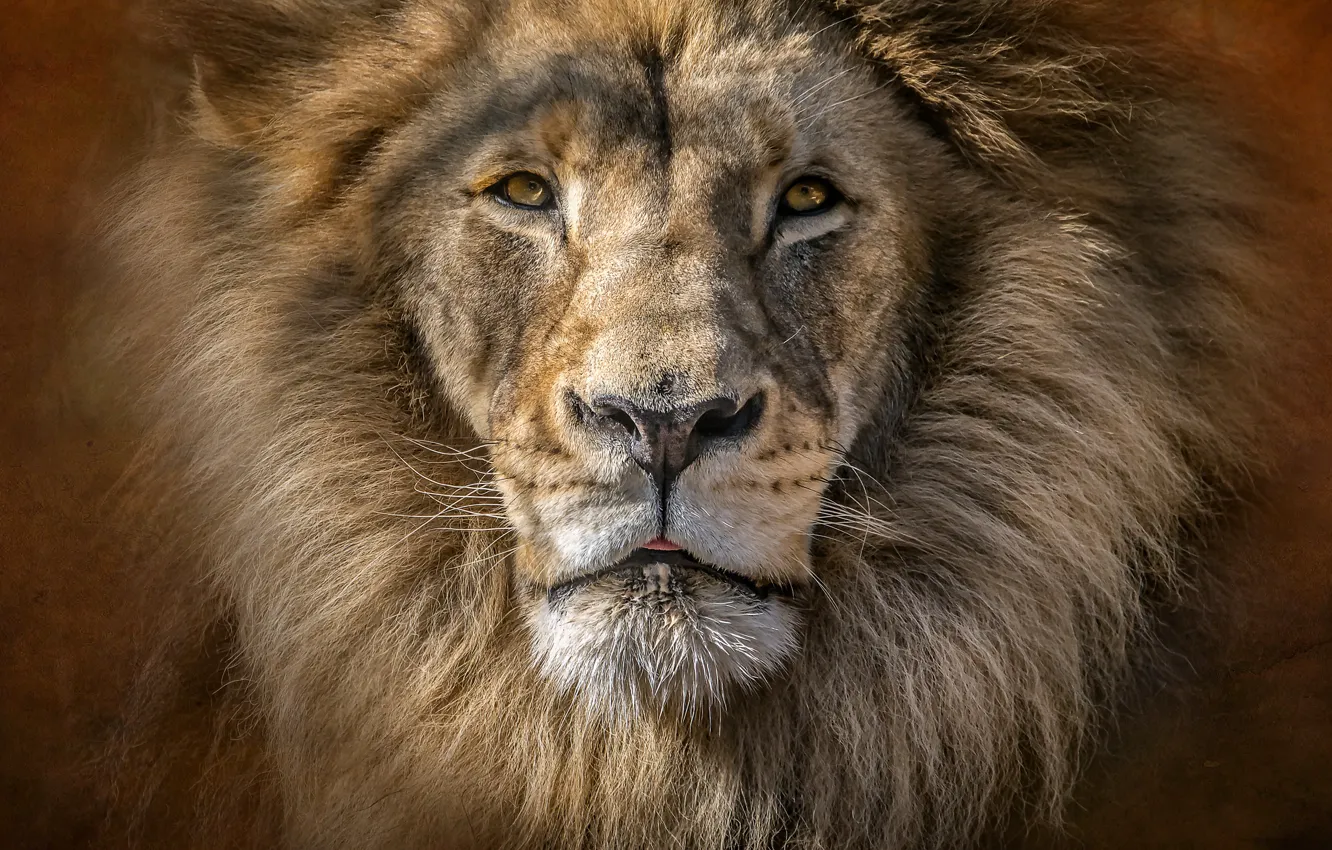 Фото обои портрет, хищник, лев, царь, грива