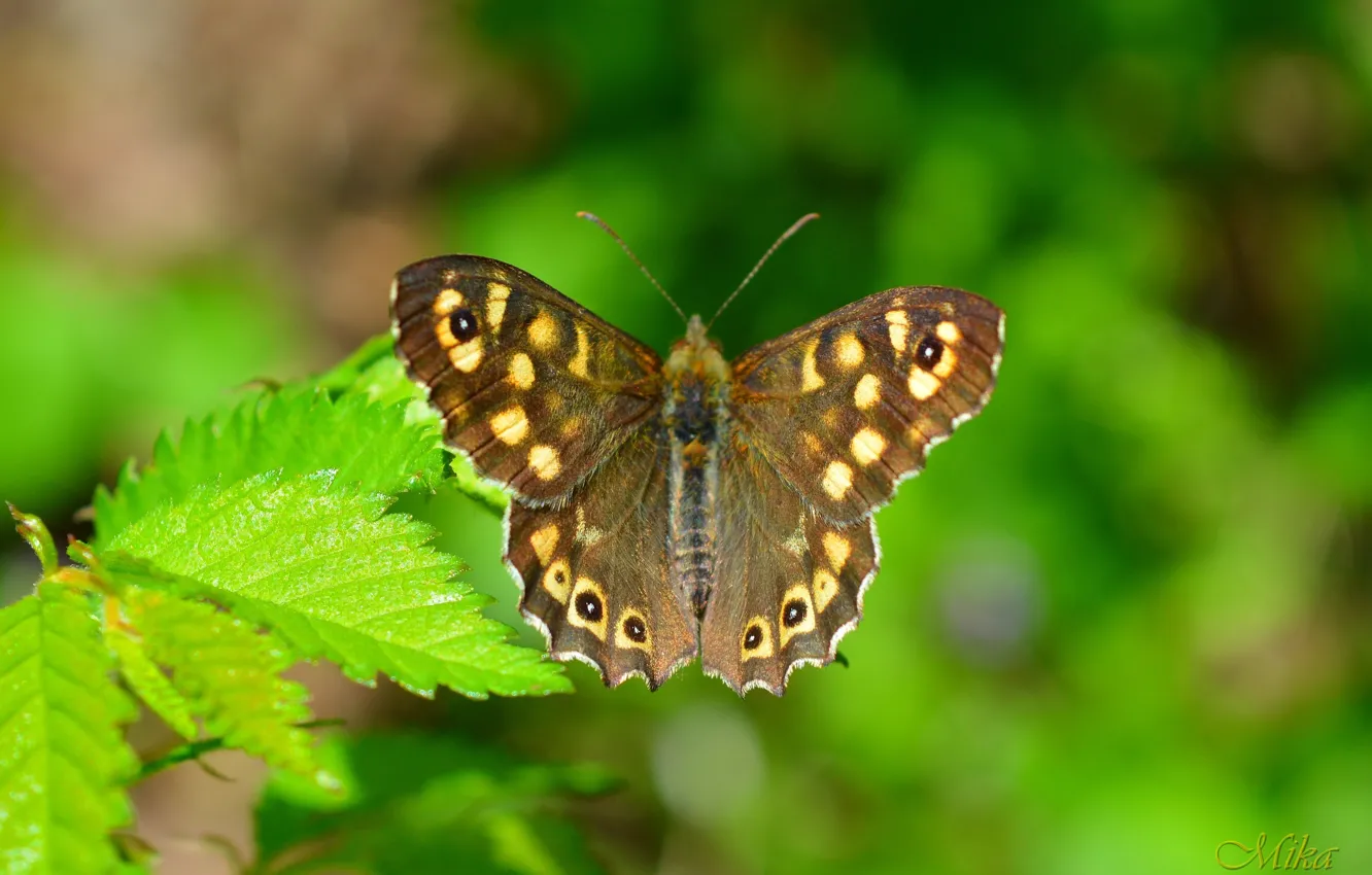 Фото обои Макро, Весна, Бабочка, Macro, Butterfly
