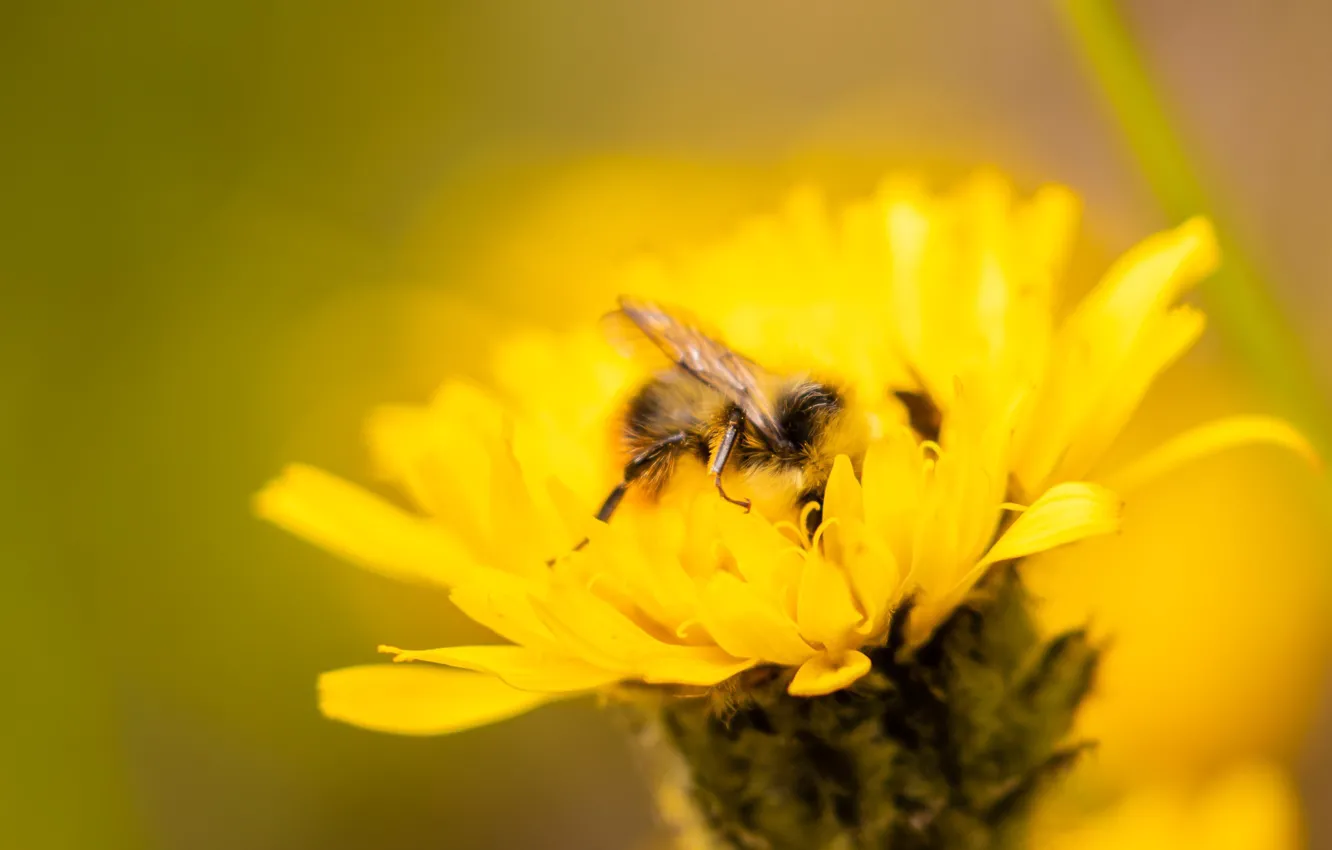Фото обои цветок, природа, пчела