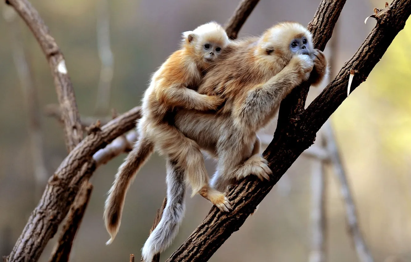 Фото обои обезьяны, обезьянки, monkey, monkeys, приматы, гиббон, primates, gibbon