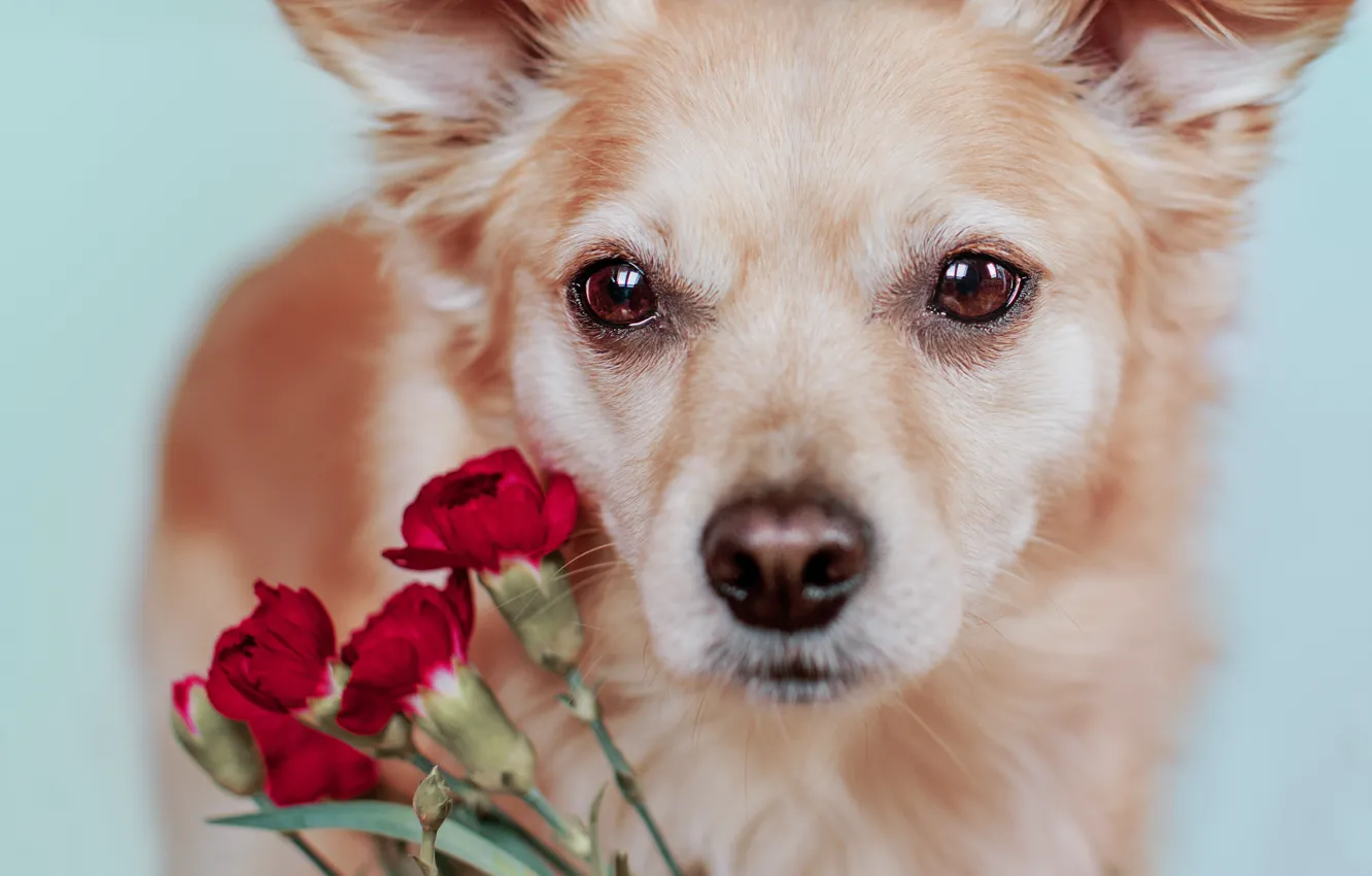 Фото обои цветы, портрет, собака, букет