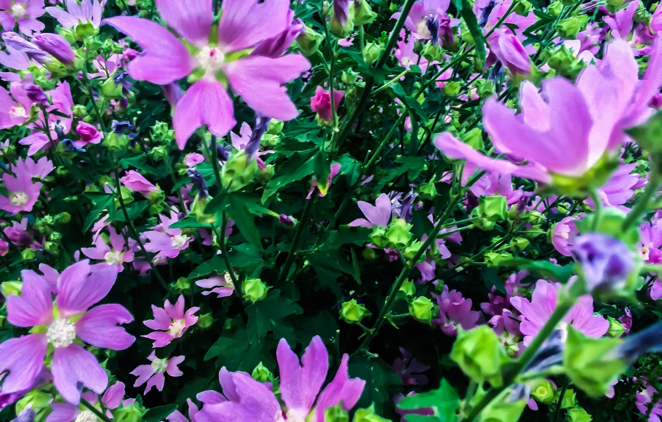 Фото обои цветы, природа, растение, флора