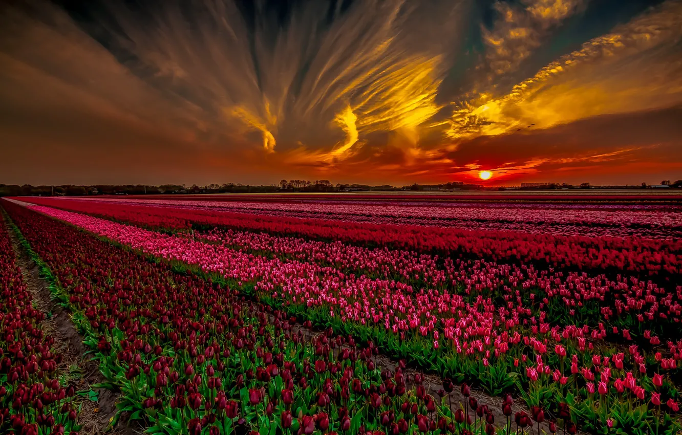 Фото обои поле, закат, тюльпаны