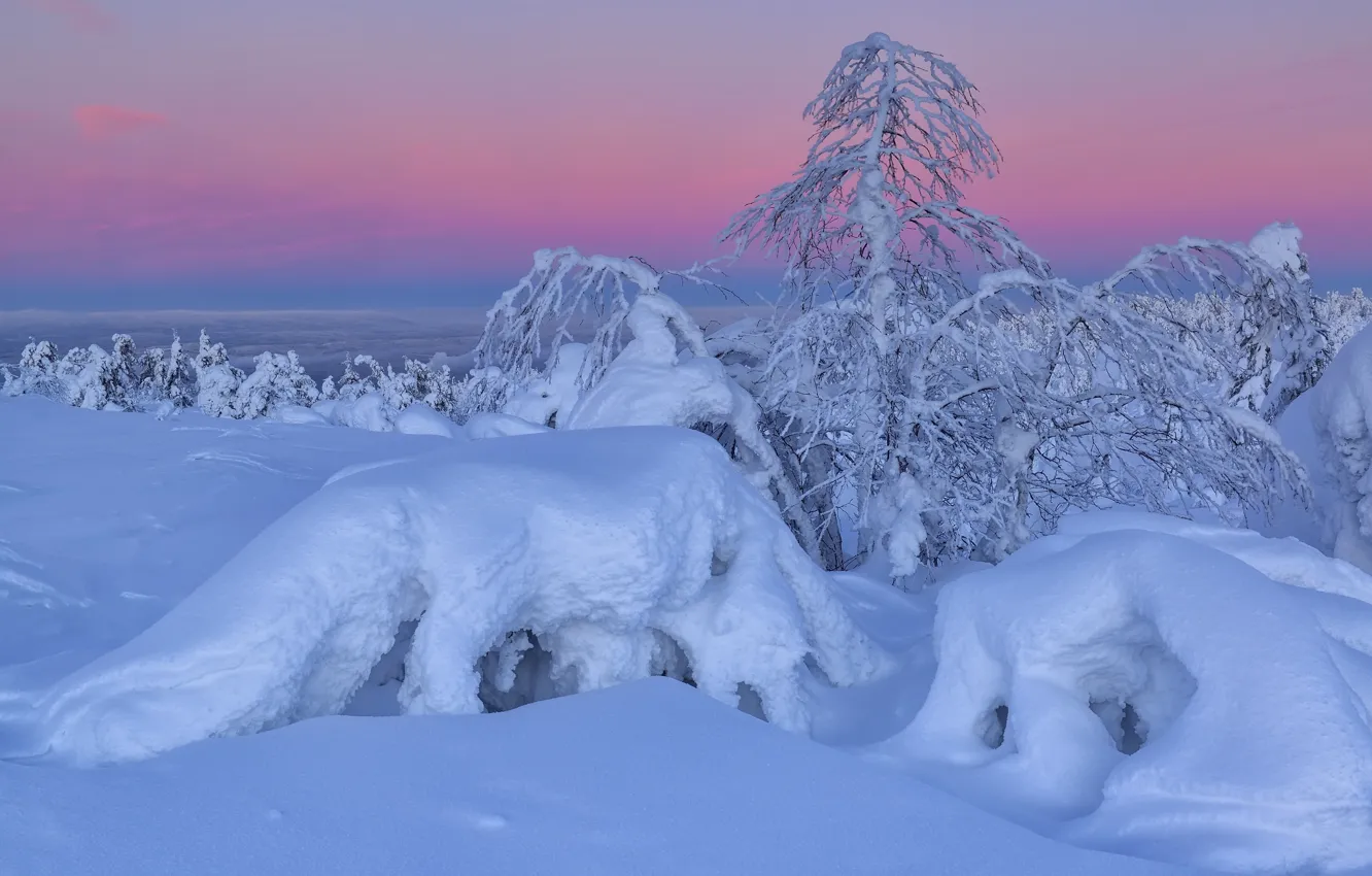 Фото обои зима, снег, деревья, пейзаж, природа, утро, сугробы, Кольский полуостров