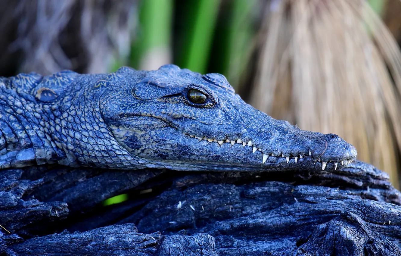Фото обои взгляд, морда, голубой, крокодил, бревно, рептилия