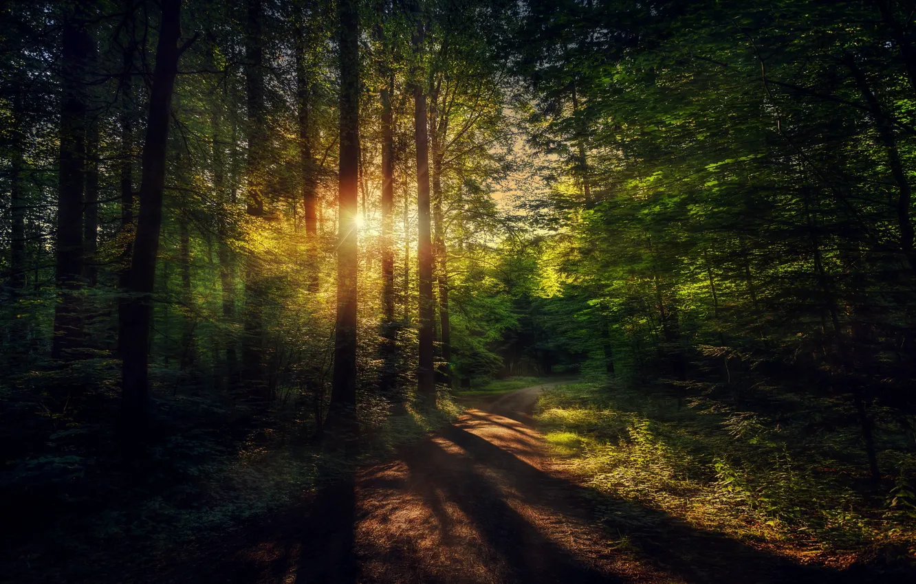 Фото обои дорога, лес, солнце, деревья, утро