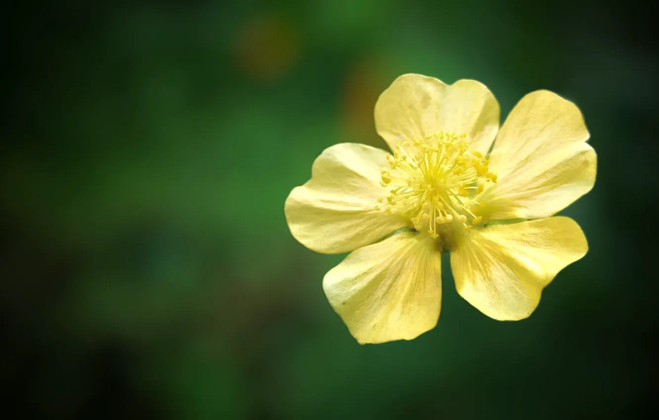 Фото обои flower, nature, yellow, macro, colour, vitage