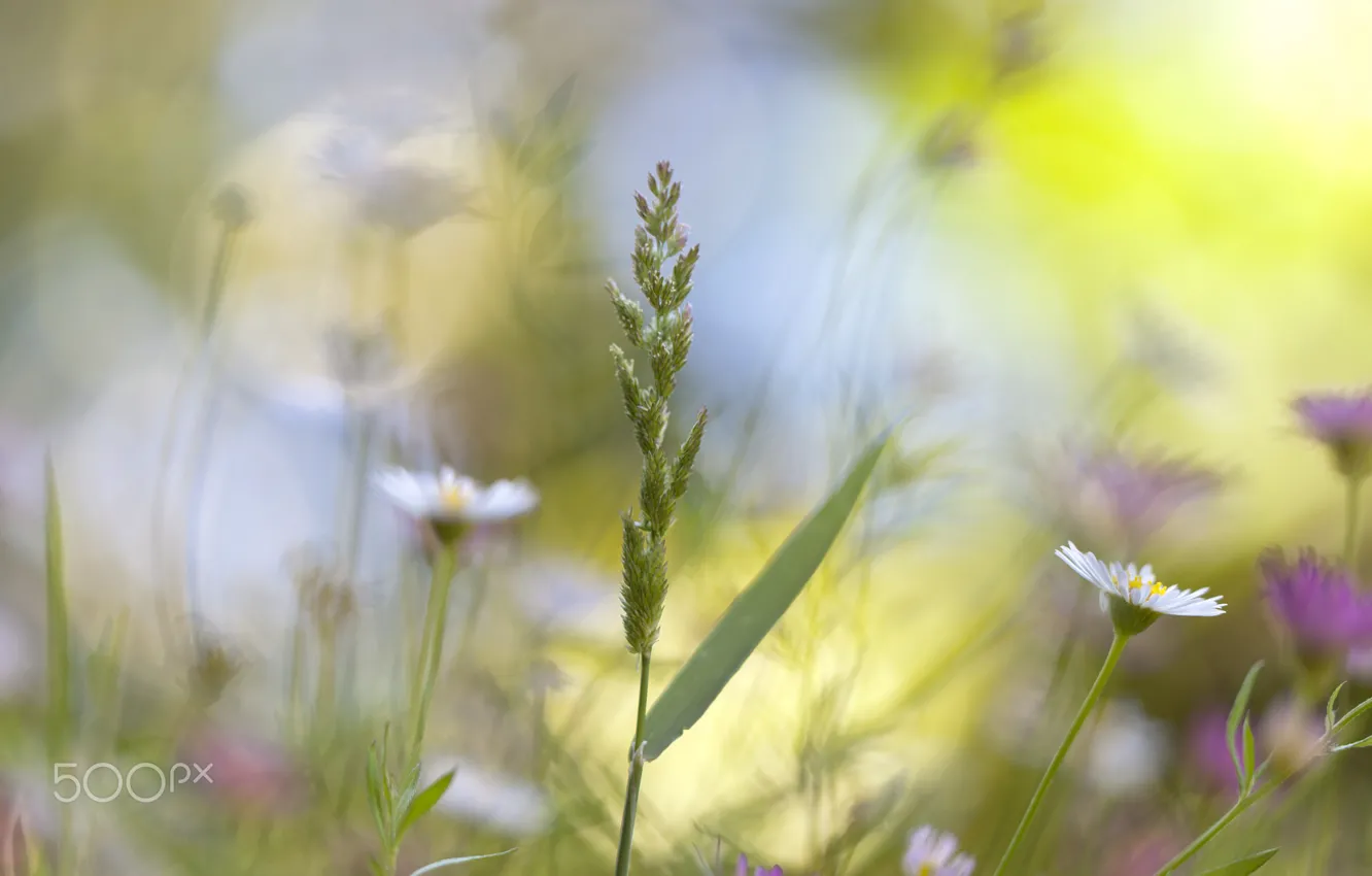Фото обои лето, растения, луг, полевые цветы