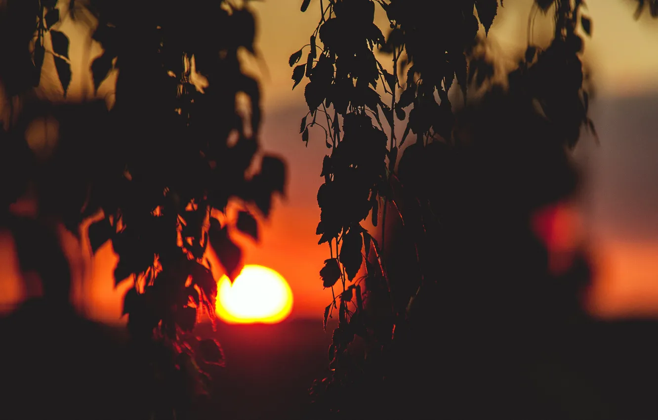 Фото обои солнце, пейзаж, закат, ветки, настроение, листва