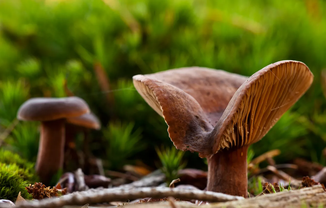Фото обои макро, грибы, мох, фокус, боке, паутинка