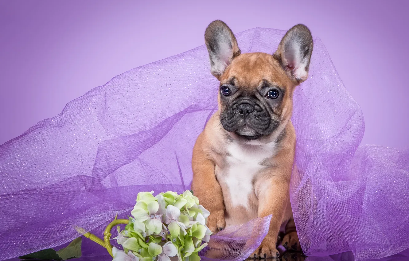 Фото обои фиолетовый, щенок, вуаль, французский бульдог, гортензия