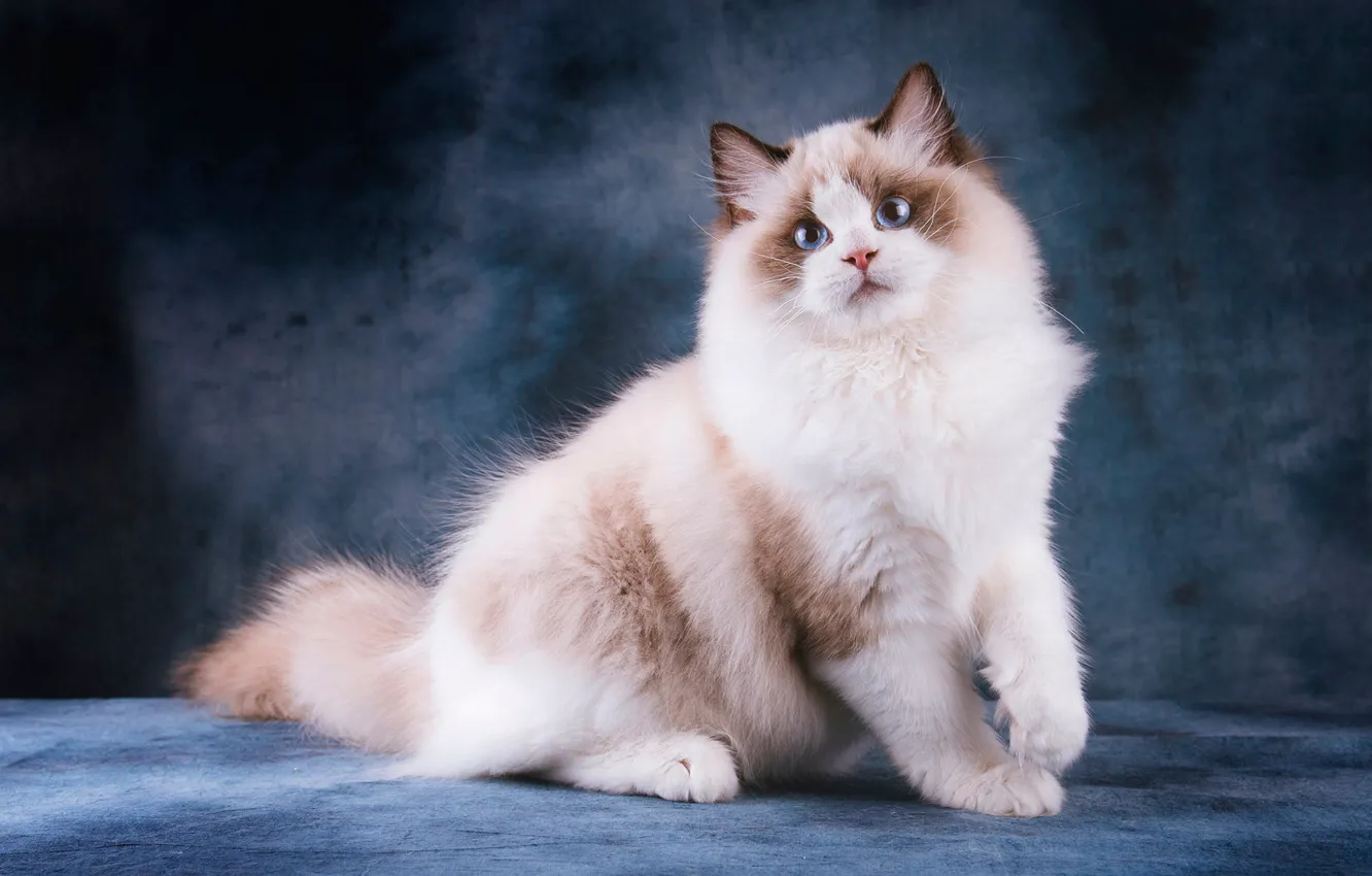 Фото обои кошка, кот, взгляд, морда, поза, лапы, белая, голубые глаза