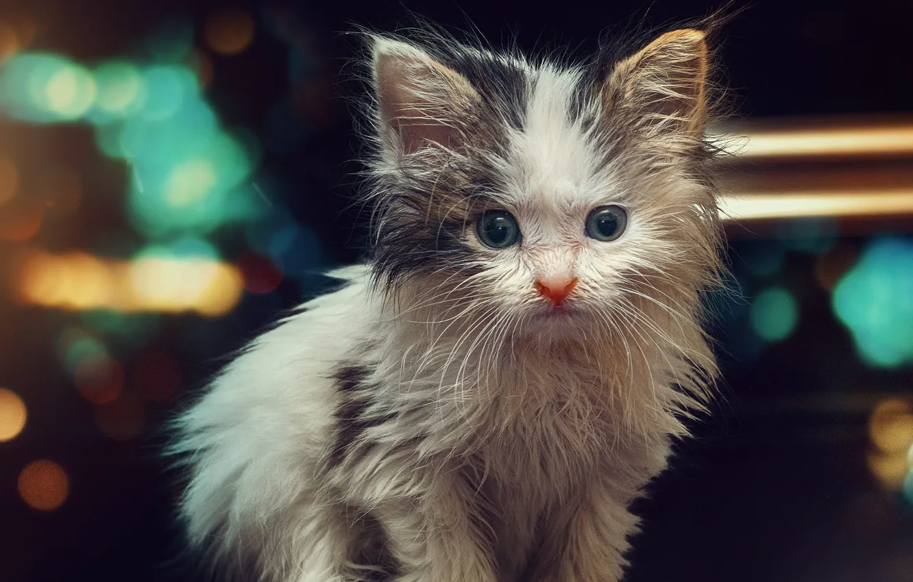 Фото обои кошка, белый, взгляд, огни, мокрый, темный фон, котенок, малыш