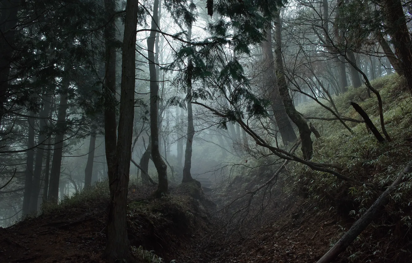 Фото обои лес, деревья, природа, туман, Япония, Japan, тропинка, Kanagawa Prefecture