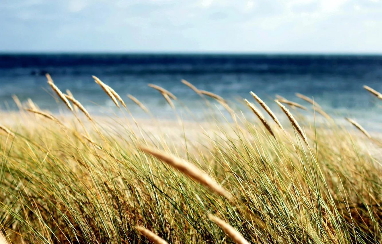 Фото обои море, пшеница, поле, трава, макро, фон, widescreen, обои