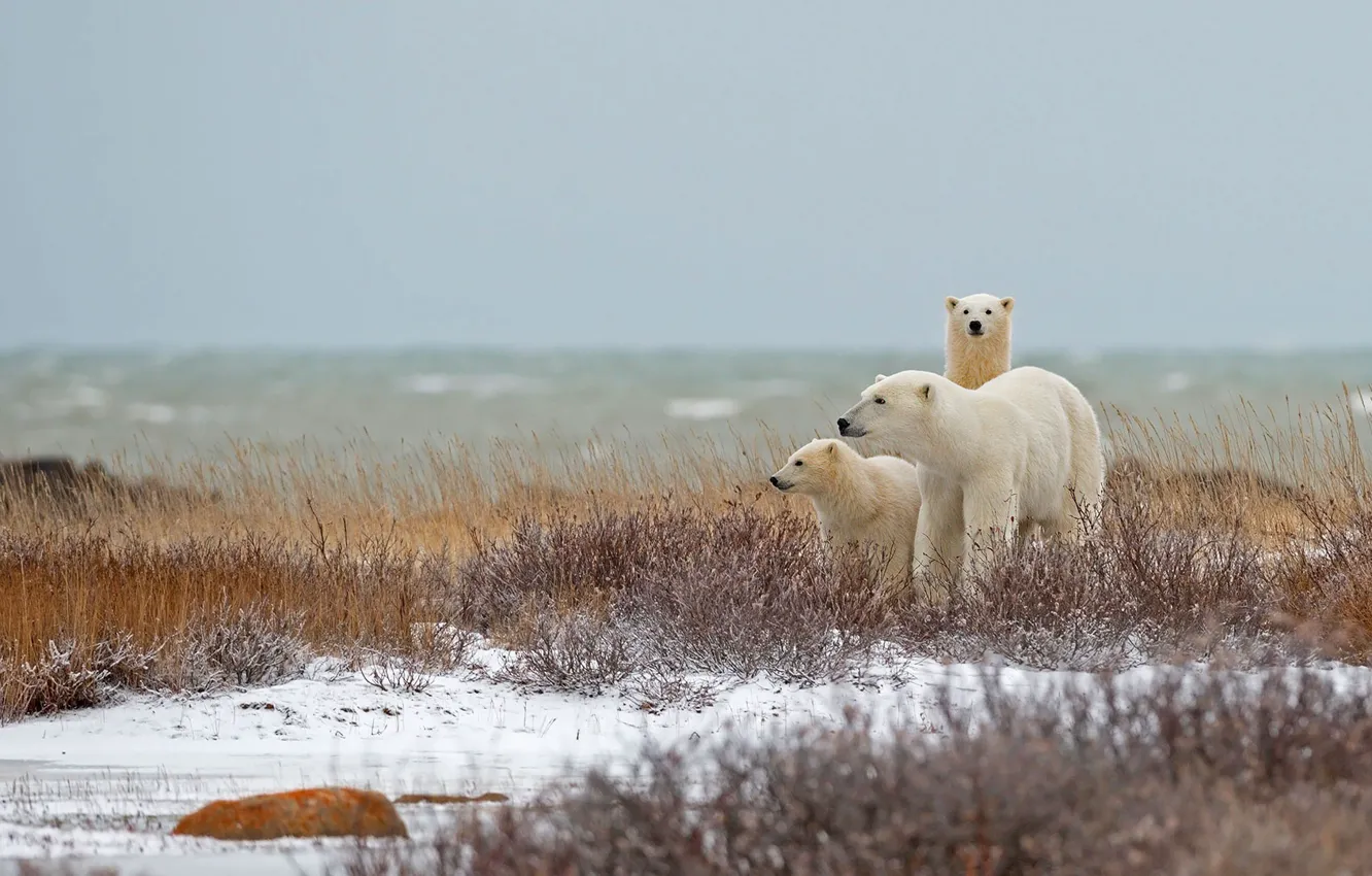 Фото обои семья, Канада, белый медведь, Манитоба