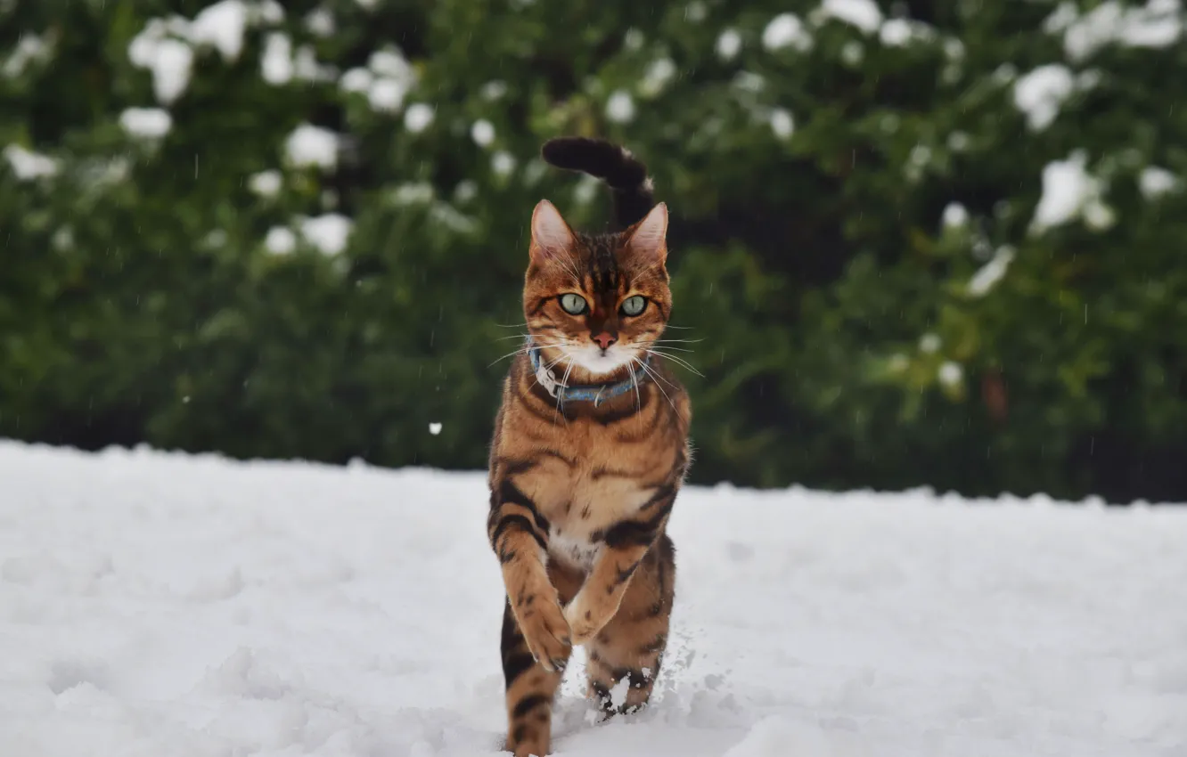 Фото обои cat, winter, snow