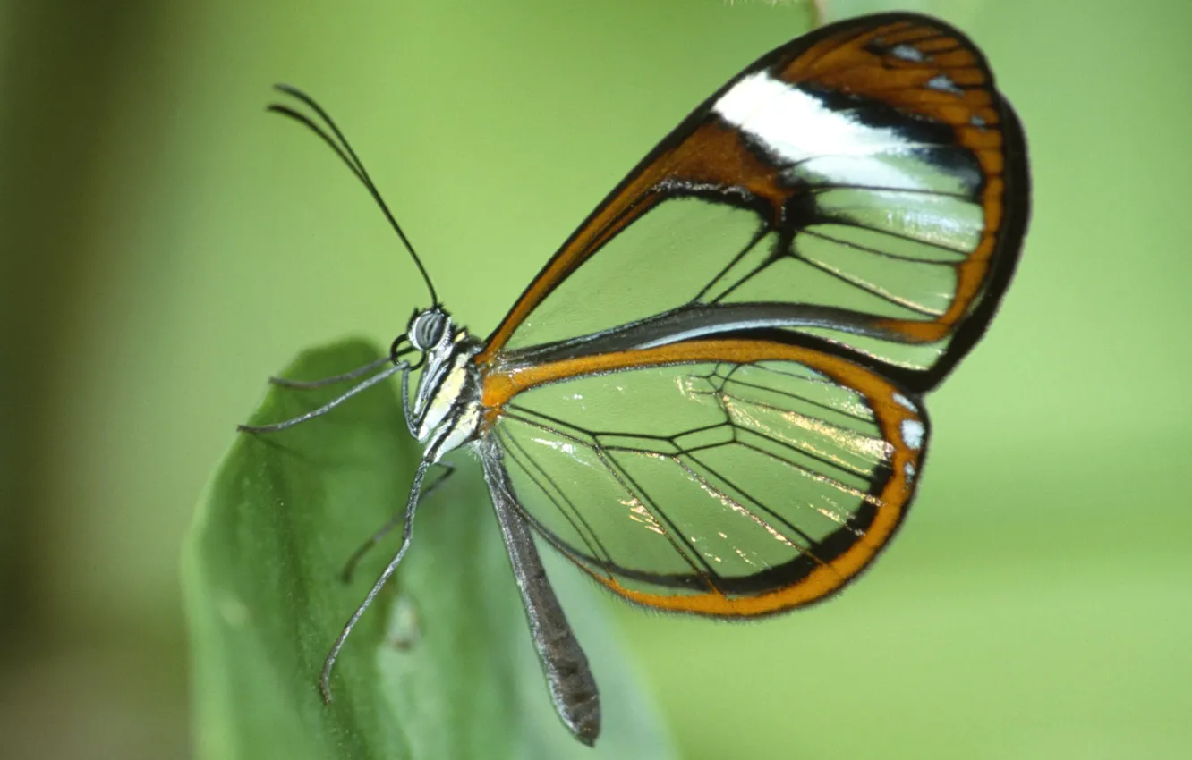 Фото обои лист, бабочка, крылья, мотылек