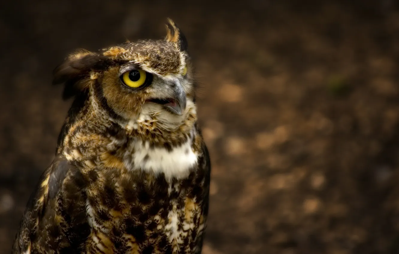 Фото обои сова, Great Horned Owl, ушастая