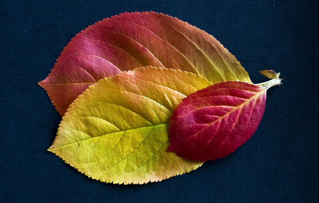 Фото обои осень, листья, текстура, багрянец