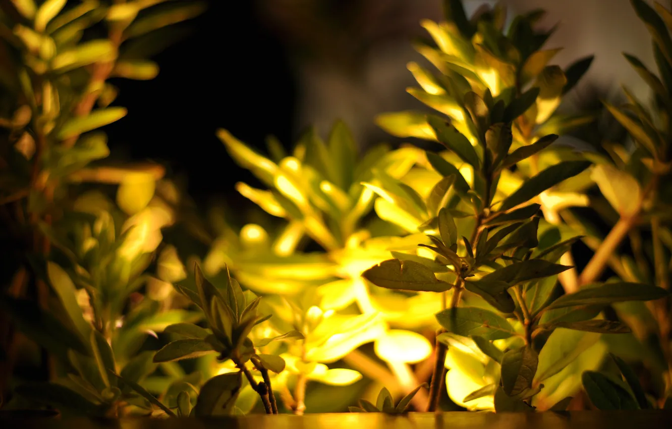 Фото обои листья, свет, желтый, природа, листва