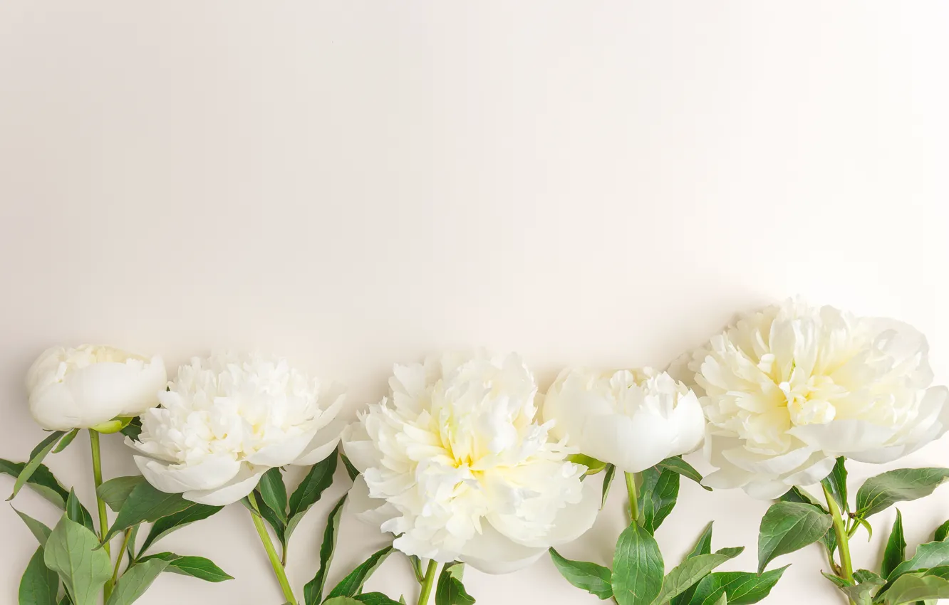 Фото обои цветы, white, белые, flowers, beautiful, пионы, peonies