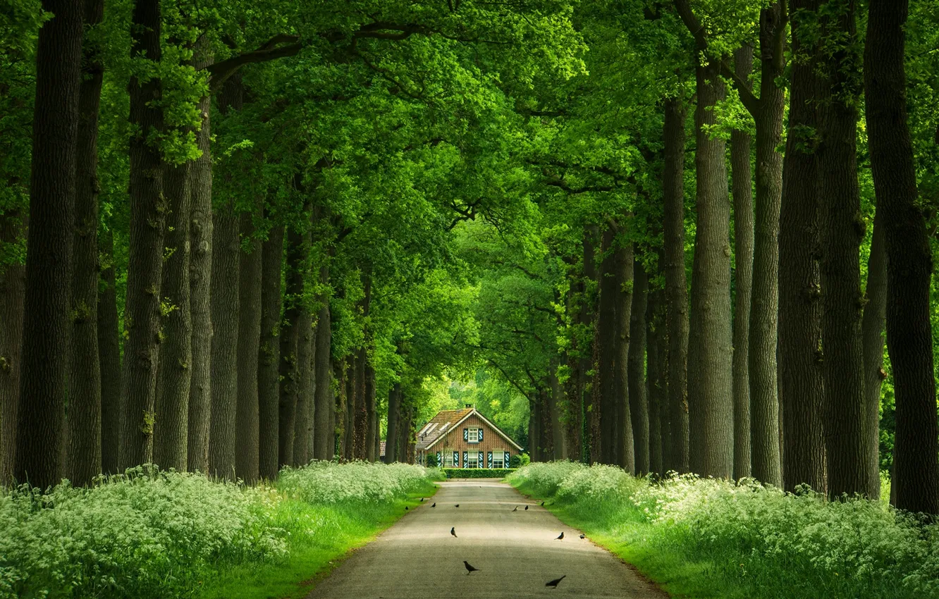 Фото обои дорога, деревья, птицы, стволы, домик, аллея