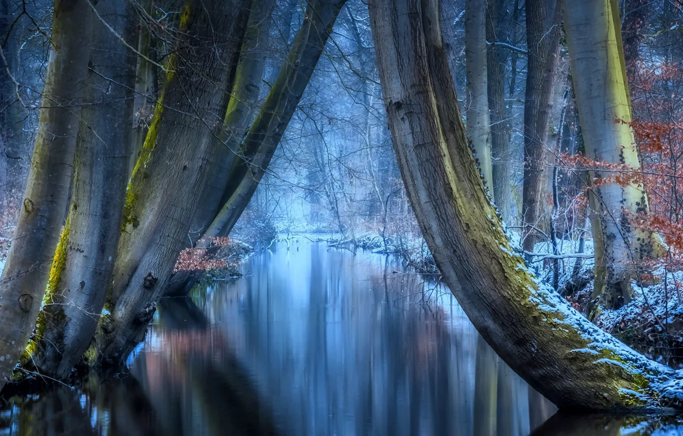 Фото обои зима, иней, лес, деревья, природа, отражение, мороз, речушка