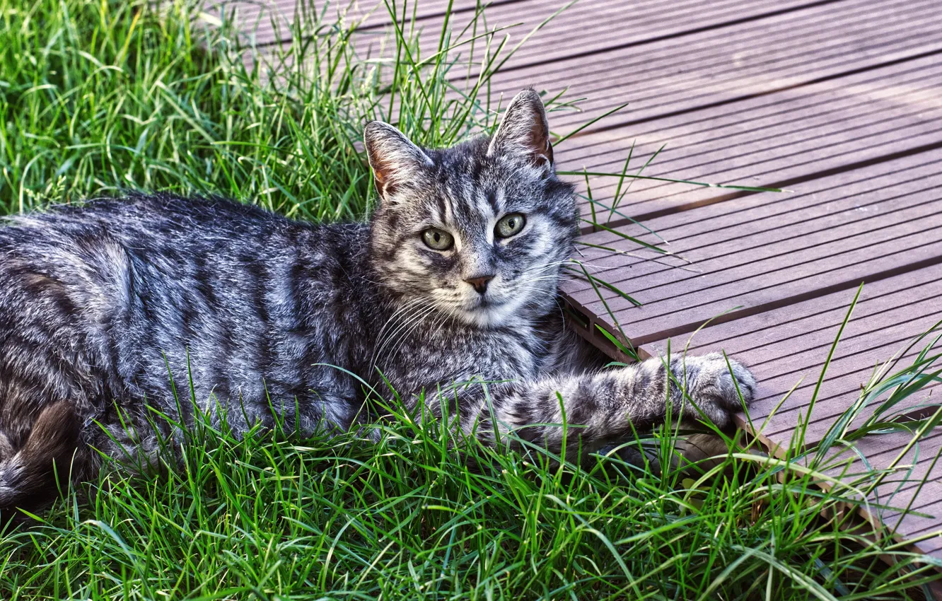 Фото обои кошка, лето, трава, кот, взгляд, морда, природа, поза